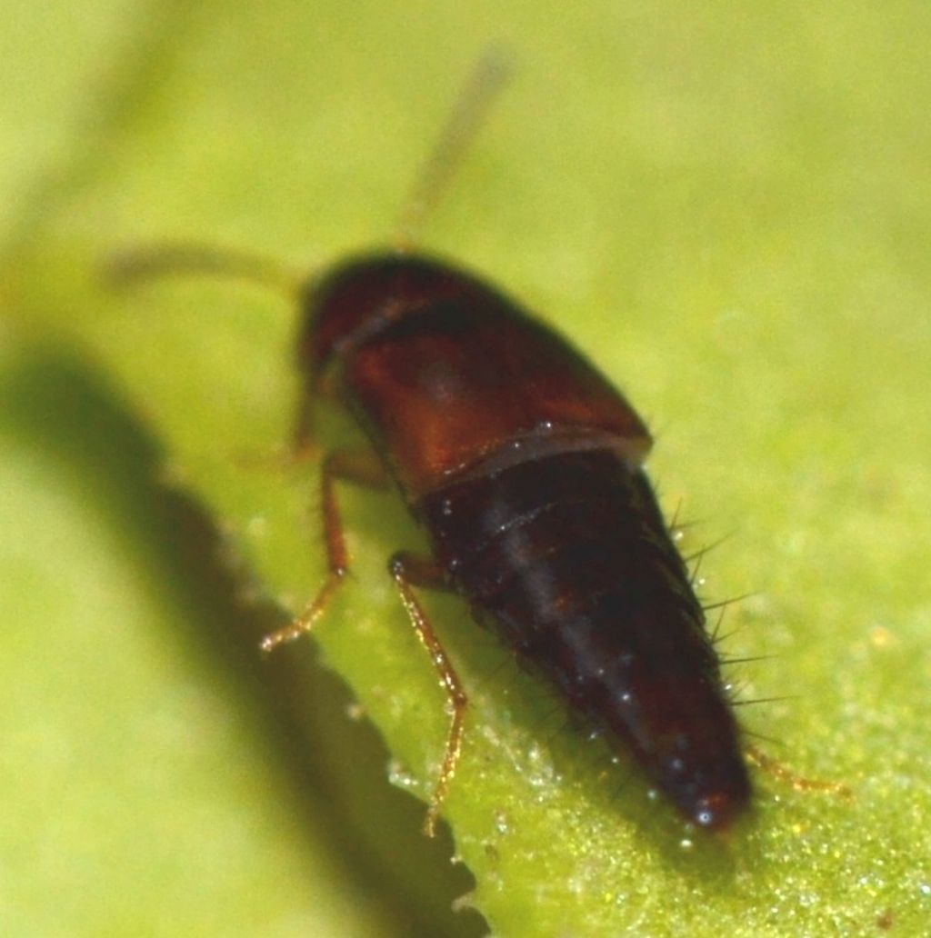 Staphylinidae: Tachinus sp. (cf.)